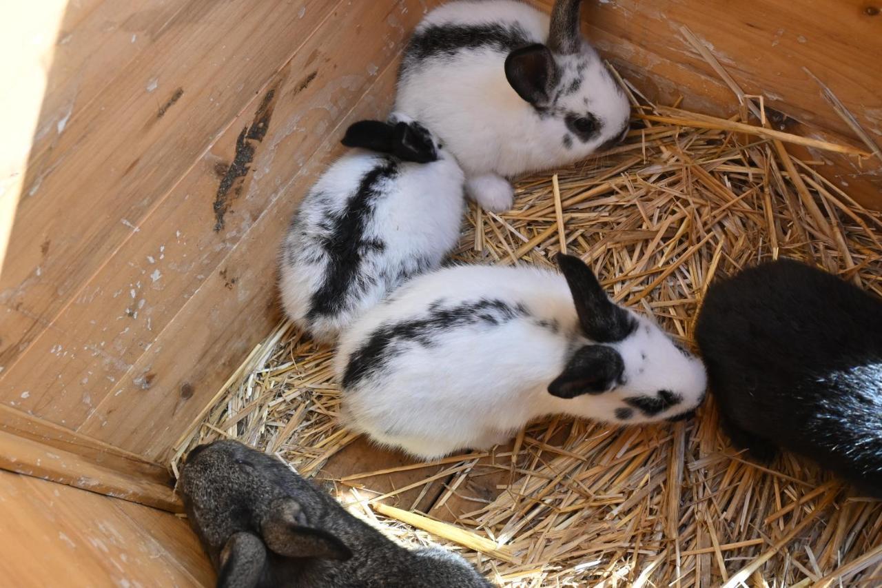 Quinta Ecologica Da Peneda Agroturismo By Peneda Ecofarm 아르코스 데 발데베즈 외부 사진