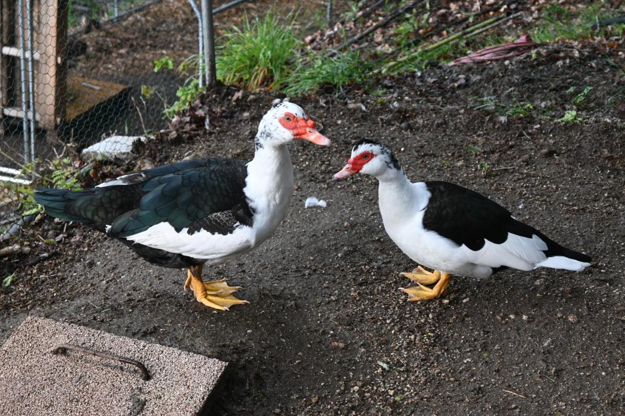 Quinta Ecologica Da Peneda Agroturismo By Peneda Ecofarm 아르코스 데 발데베즈 외부 사진