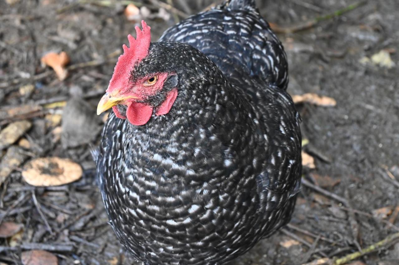 Quinta Ecologica Da Peneda Agroturismo By Peneda Ecofarm 아르코스 데 발데베즈 외부 사진