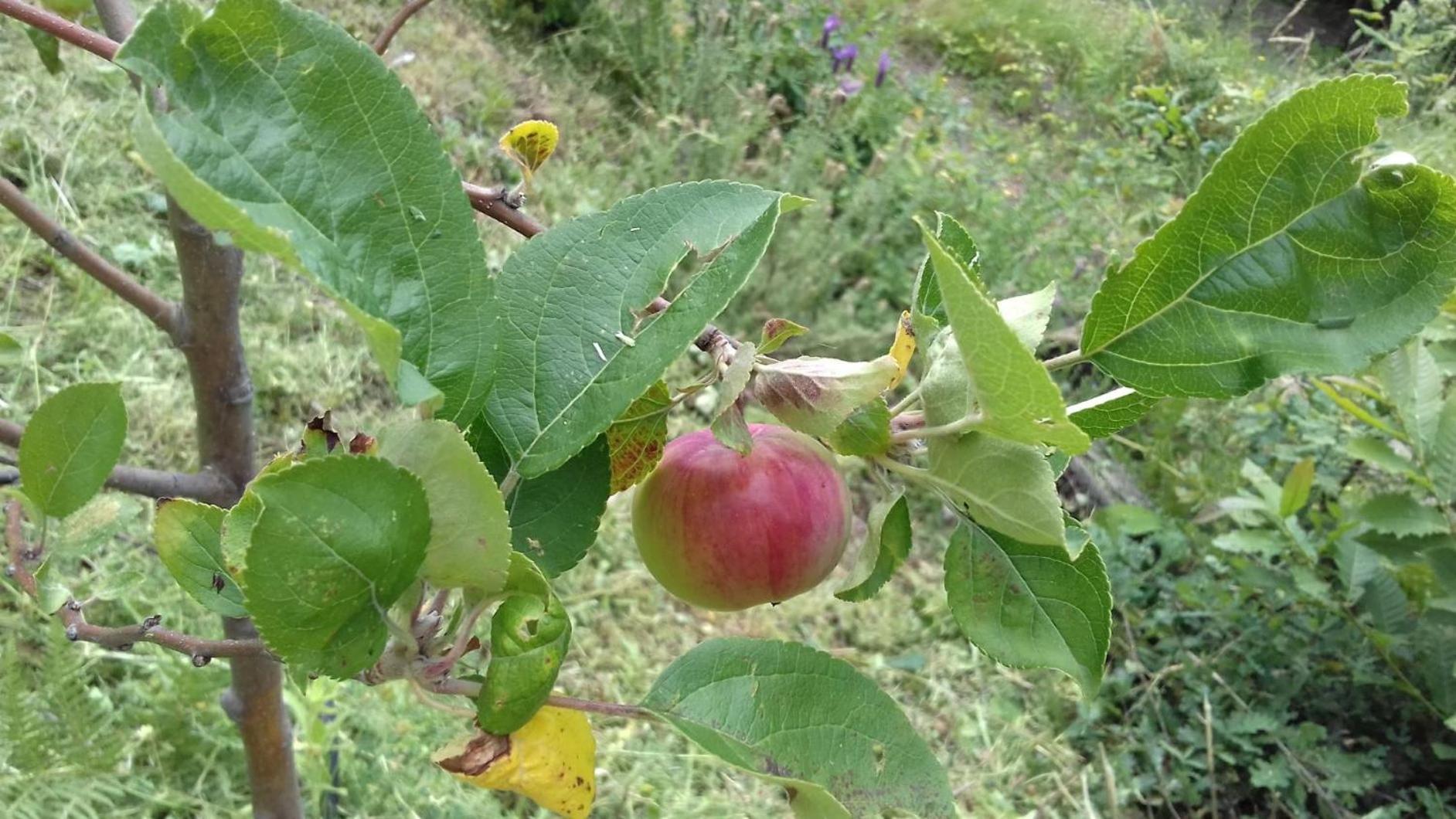 Quinta Ecologica Da Peneda Agroturismo By Peneda Ecofarm 아르코스 데 발데베즈 외부 사진
